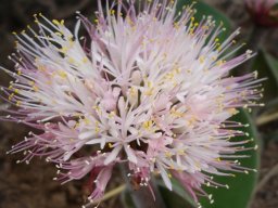 Haemanthus humilis subsp. hirsutus flowerhead